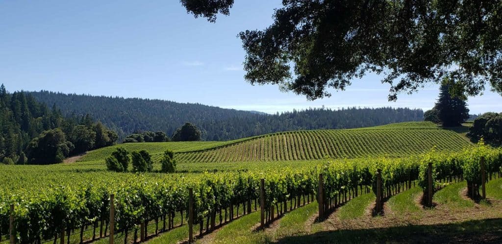 goldeneye winery with forest in background
