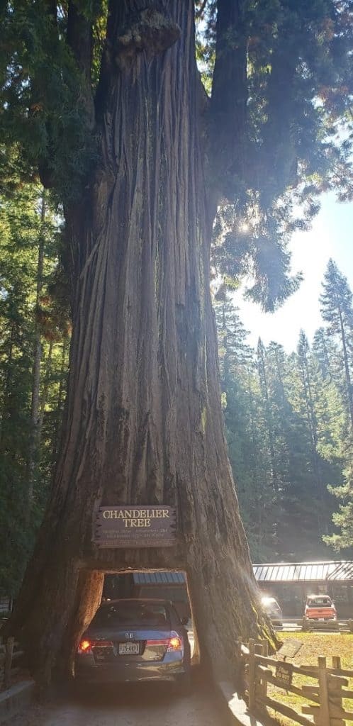 massive redwood with a car driving through it