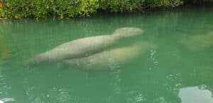 Manatees