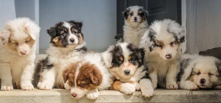 Australian Shepherd Puppies